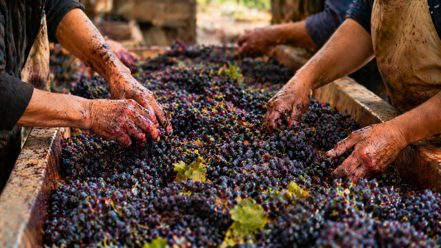 Produ&ccedil;&atilde;o artesanal de vinho em vin&iacute;cola com uvas, barris e adega r&uacute;stica