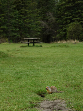 Columbian ground squirrel near the rest area in Canadian Rockies 