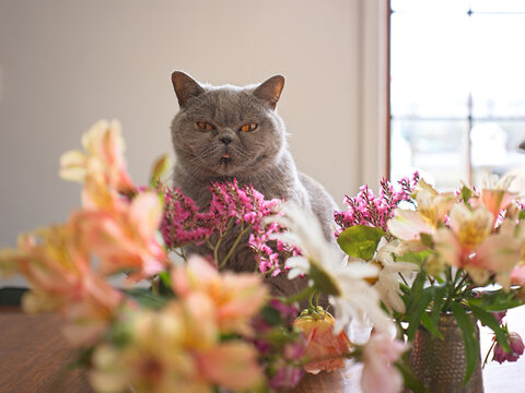 British Shorthair Cat Sits Among Colorful Flowers on a Wooden Table 