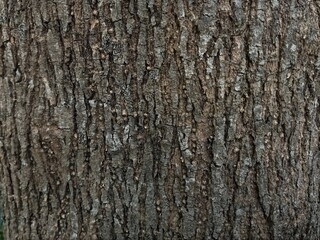 Obraz premium Rough texture of old tree bark in close-up view
