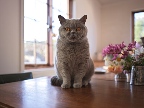 British Shorthair Cat on Table in a Bright Room With Flowers