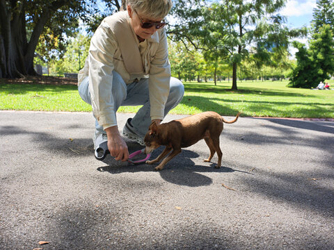 Owner putting her dog back in it's harness after off-lead time at park