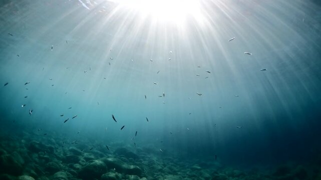 silverside fish school underwater close up fish bait slow ocean scenery  behaviour with sun beams and rays