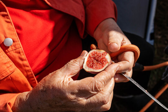 Slicing figs in nature.