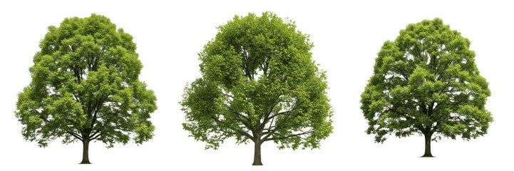 Fototapeta premium Green Tree Nature Isolated Transparent Background PNG