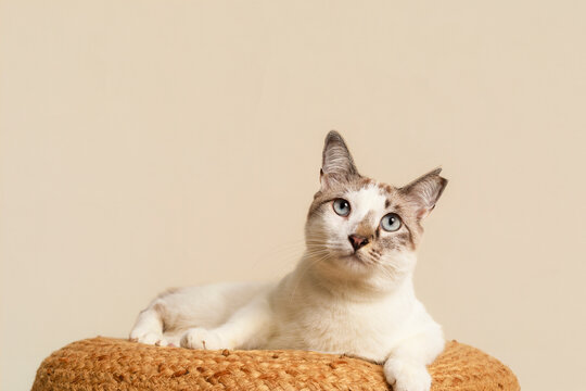 Cat Resting on Round Basket in a Simple Indoor Space