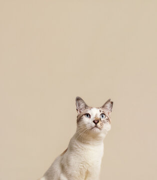 Cat Looking up in a Simple Room With Light Background Tones