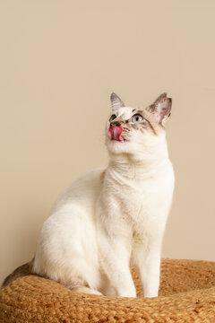 Cat Sitting and Licking Its Lips on a Woven Mat Indoors