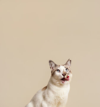 Cat With Blue Eyes Licks Its Nose in a Simple Setting