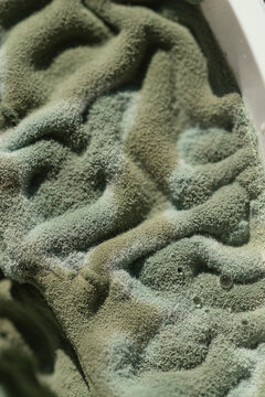 Close-up of Green Textured Surface of food mold Showing Details