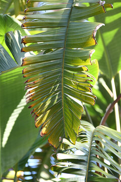 Large Green Tropical Leaves