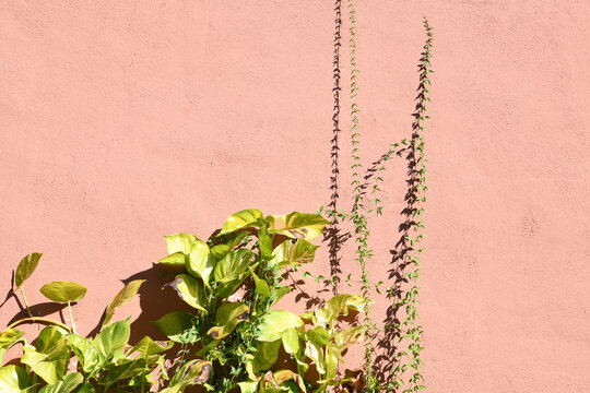 Tropical Plants Growing Up A Pink Wall 