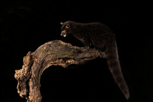 Black Or Melanistic Genet Portrait  