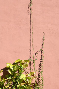Tropical Plants Growing Up A Pink Wall 