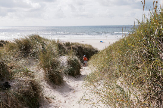 little girl walking to the beach among big dunes in denmark