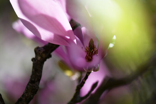 Saucer Magnolia In A Spring Breeze