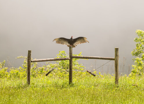 Vulture Sits On Fence Post And Dries Its Wings In The Emerging Sun