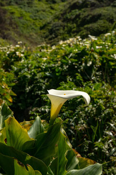 White Calla Lily Stands Tall In The Deep Green Valley Along Big Sur Coast