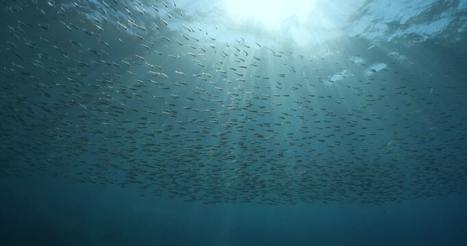 silverside fish school underwater close up fish bait slow ocean scenery  behaviour with sun beams and rays
