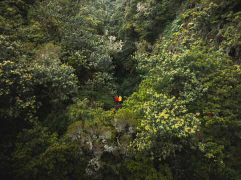 Aerial view of the Levada do Caldeirao Verde PR9 trail winding through dense laurel forest with two people in bright jackets Santana, Madeira, Portugal.