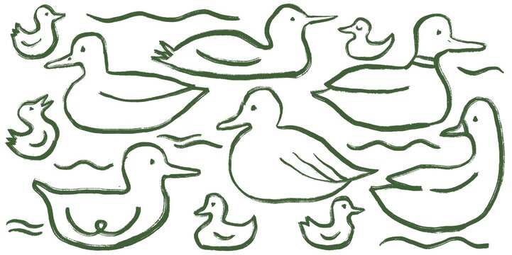 Doodles of Ducks and Ducklings