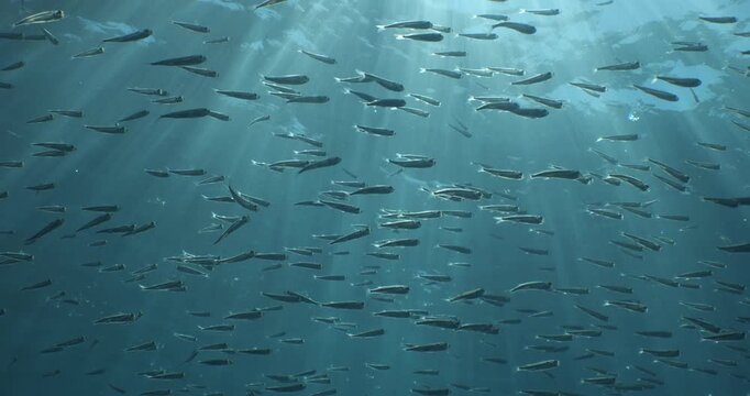 silverside fish school underwater close up fish bait slow ocean scenery  behaviour with sun beams and rays