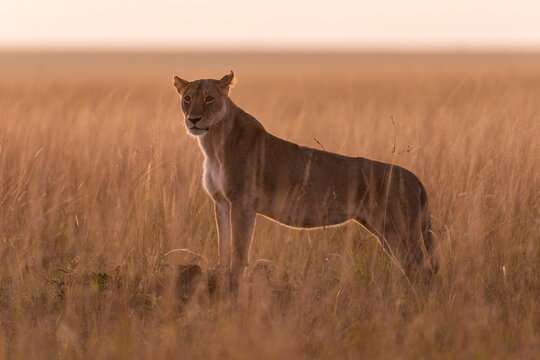 African Lioness At Dawn, Masai Mara National Reserve  