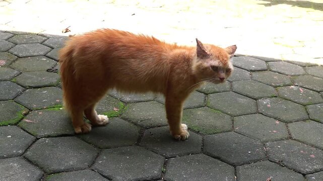  adult male orange cats fighting in the garden on the grass in summer. Cats scream and fight
