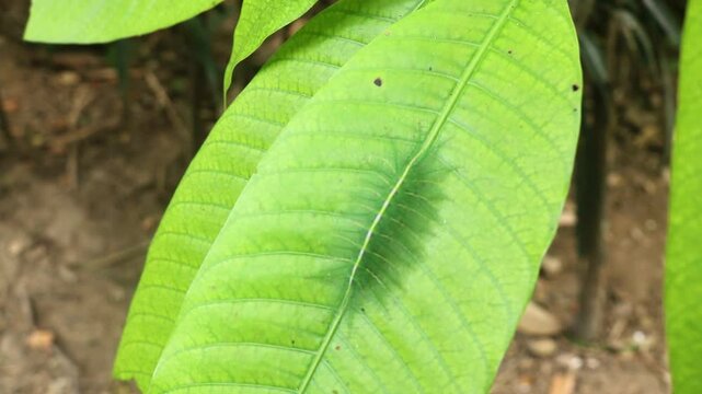 Caterpillars of the Common Gaudy Baron butterfly (Euthalia lubentina) camouflage on green mango leaves. Green caterpillars camouflage on green leaves