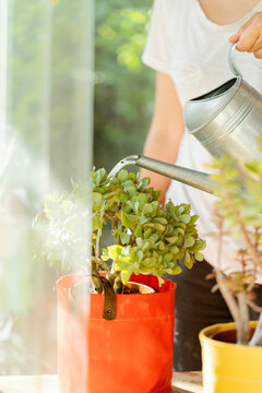 Watering succulent in a red fabric pot