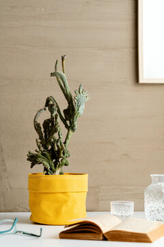 Reading corner with a cactus in yellow fabric pot