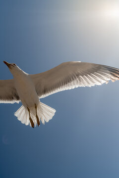 Seagull in Flight Backlit by Sun