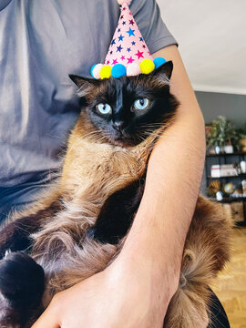 Cat wearing party hat sitting on person&rsquo;s lap