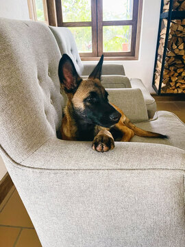 Dog resting on armchair inside living room