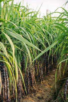 Closeup of Mature sugarcane fields in the countryside