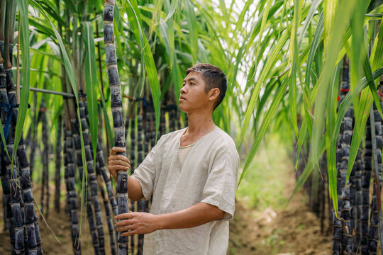 Chinese men are harvesting ripe sugarcane in a sugarcane field