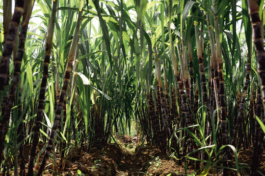 Closeup of Mature sugarcane fields in the countryside