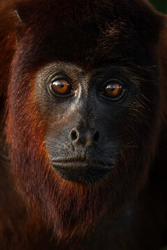 Monkey close up portrait