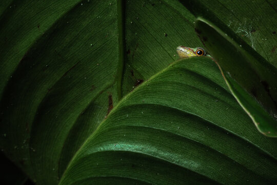 Reptile in the leaves. Wildlife camouflage