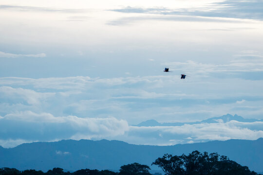 Birds flying landscape