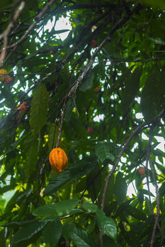 Cacao fruit tree