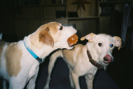 Playful dogs at home