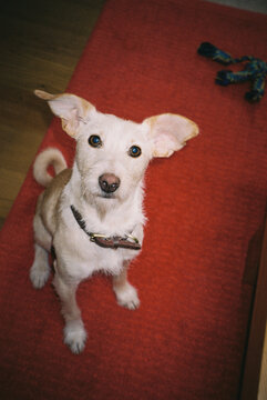 Cute dog looking at the camera