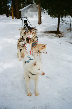 Husky Dog Team Harnessed to Sled in Winter Forest
