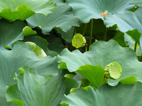 Closeup of lotus pods in a pond