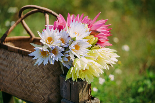 Closeup of freshly picked, lotus flowers in a basket by the lotus pond