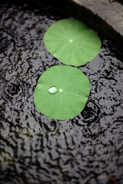 Closeup of small lotus leaves in the pond, in the rain