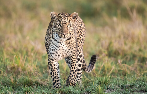 Impressive Leopard Walking Across The African Savanna  