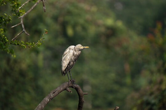 Indian Pond Heron, also known as a paddybird (Ardeola grayii). 