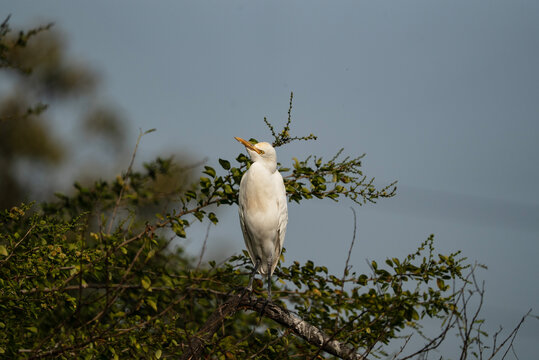 attle Egret (Bubulcus ibis), a small, stocky heron in natural habitat